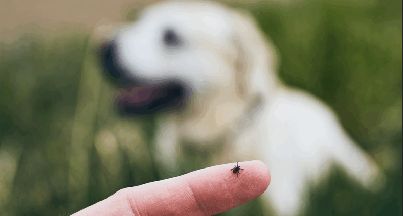 quitar garrapatas a un perro