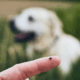 quitar garrapatas a un perro